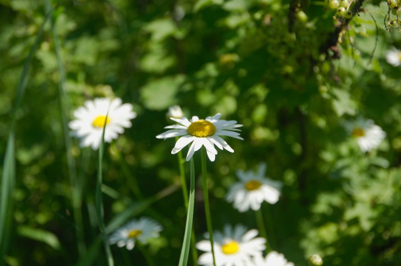 Image DSC_1128_ready.jpg