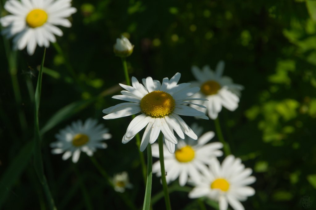 Image DSC_1131_ready.jpg