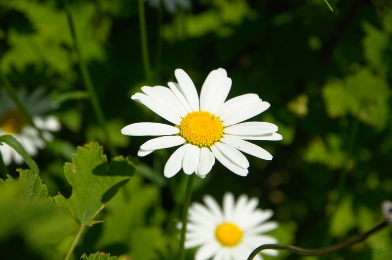 Image DSC_1133_ready.jpg