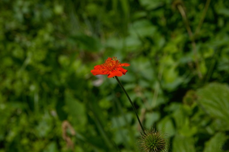 Image DSC_1135_ready.jpg