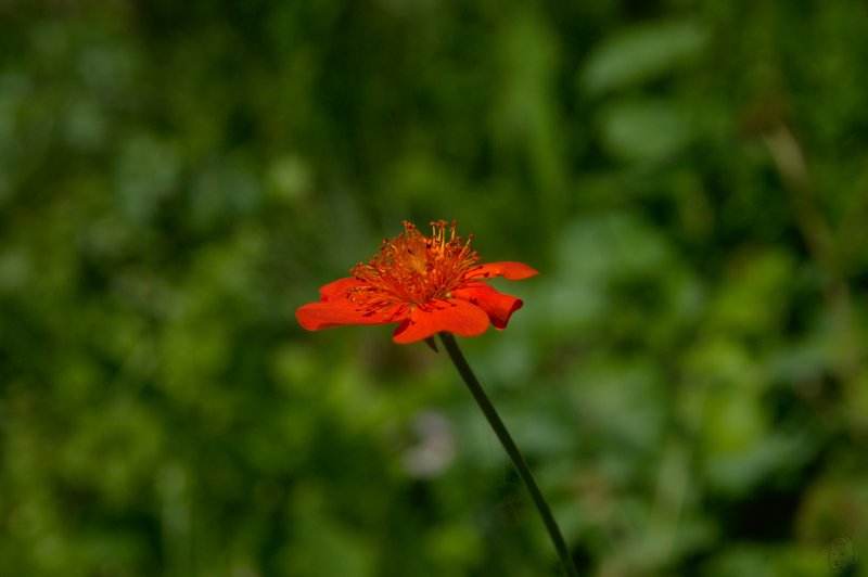 Image DSC_1136_ready.jpg