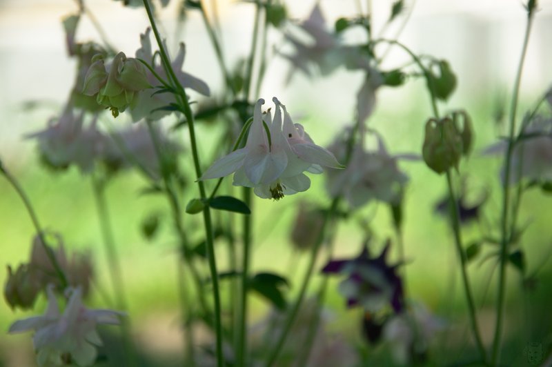 Image DSC_1140_ready.jpg