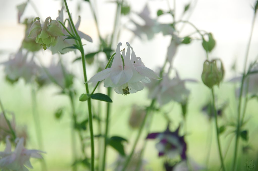 Image DSC_1141_ready.jpg