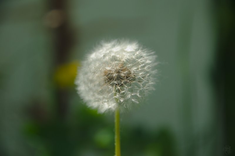 Image DSC_1145_ready.jpg