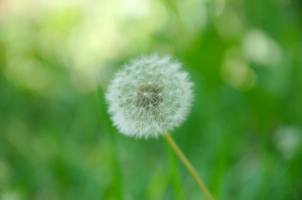 Image DSC_1146_ready.jpg