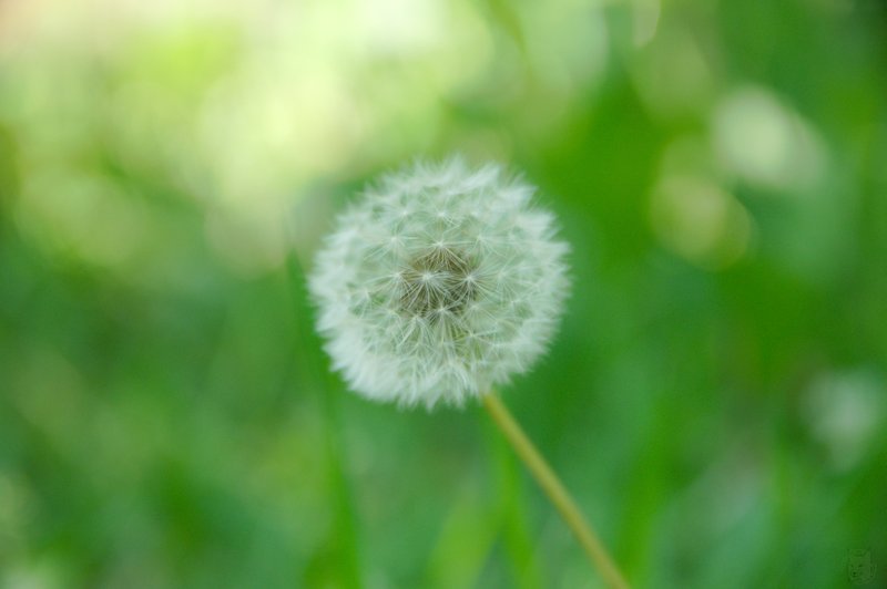 Image DSC_1146_ready.jpg