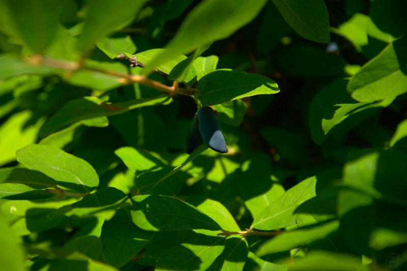 Image DSC_1147_ready.jpg