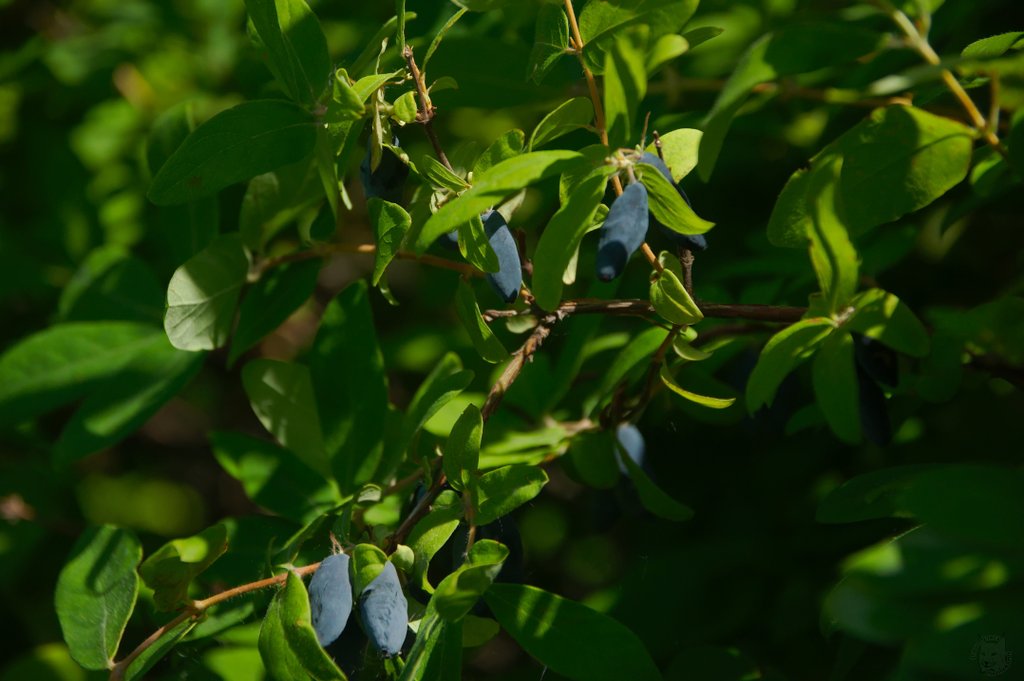 Image DSC_1149_ready.jpg