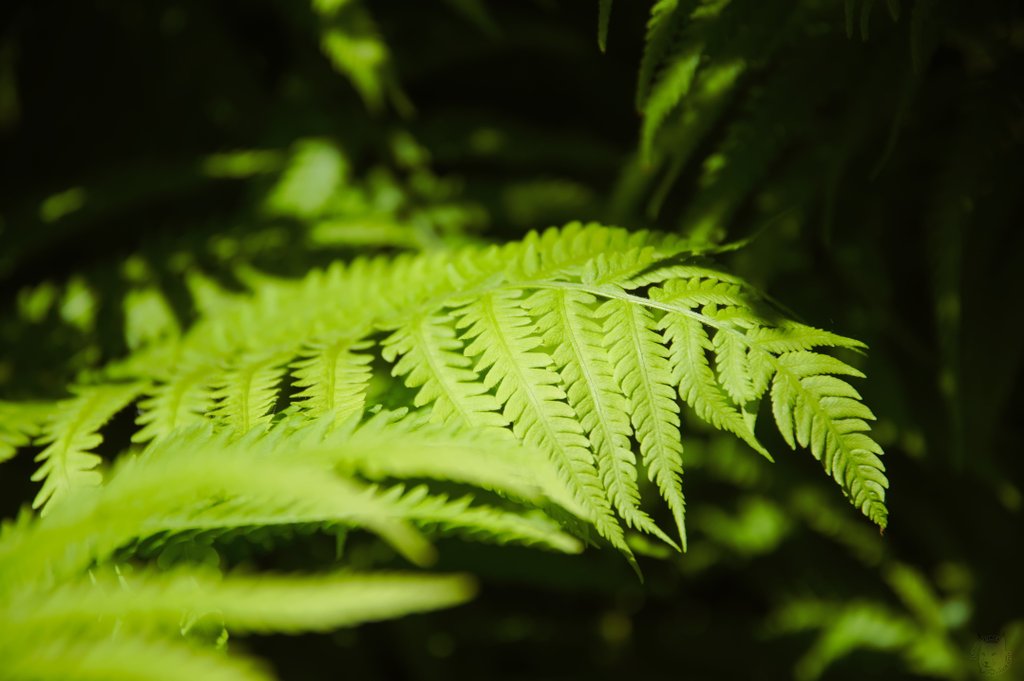 Image DSC_1152_ready.jpg