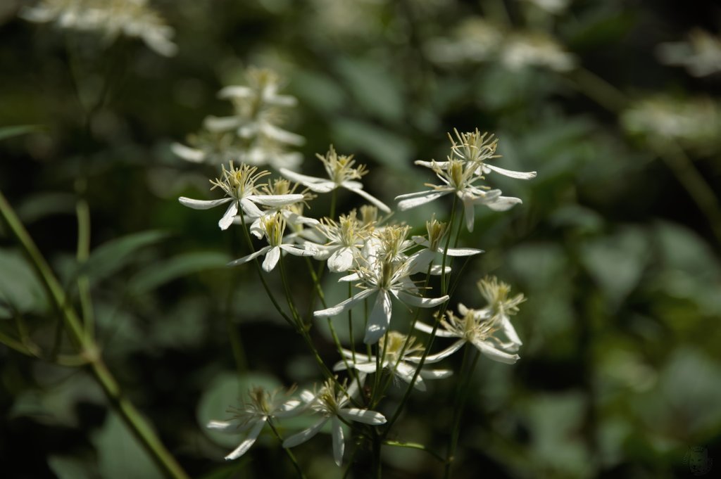 Image DSC_1154_ready.jpg