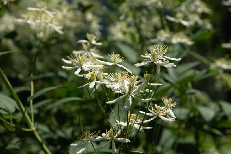 Image DSC_1156_ready.jpg