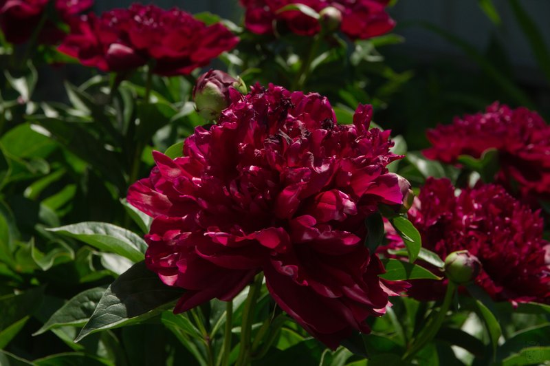 Image DSC_1157_ready.jpg