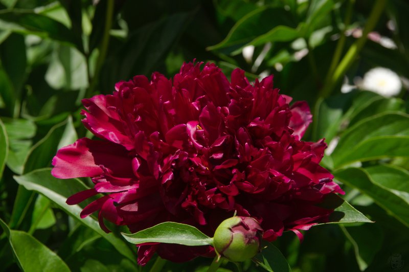 Image DSC_1158_ready.jpg