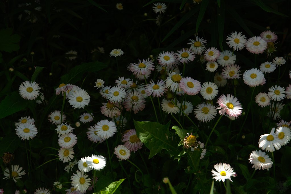 Image DSC_1159_ready.jpg