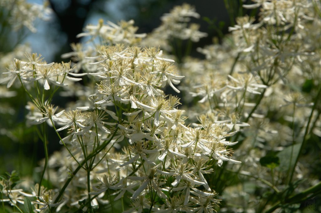 Image DSC_1160_ready.jpg