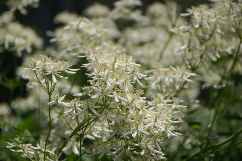 Image DSC_1161_ready.jpg