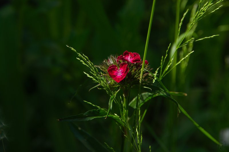 Image DSC_1169_ready.jpg