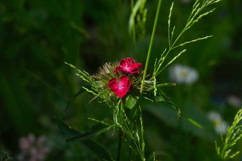 Image DSC_1170_ready.jpg