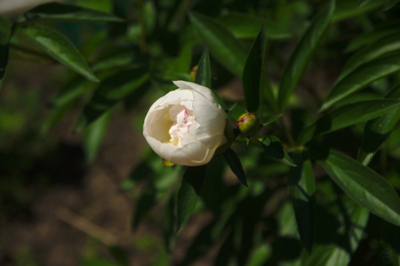 Image DSC_1176_ready.jpg