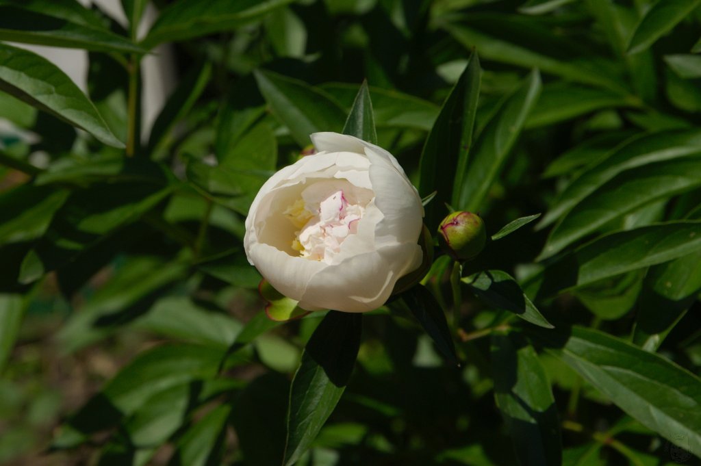 Image DSC_1177_ready.jpg