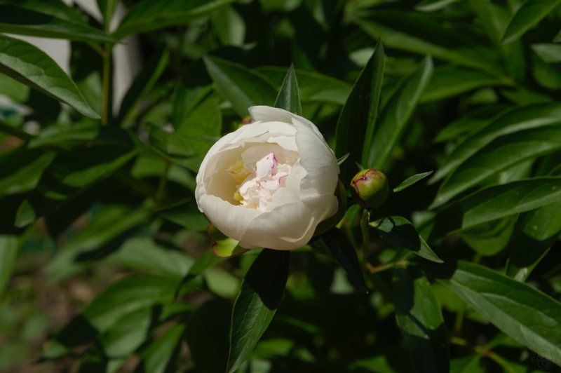 Image DSC_1177_ready.jpg