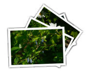 Garden in the country, 2017 album picture