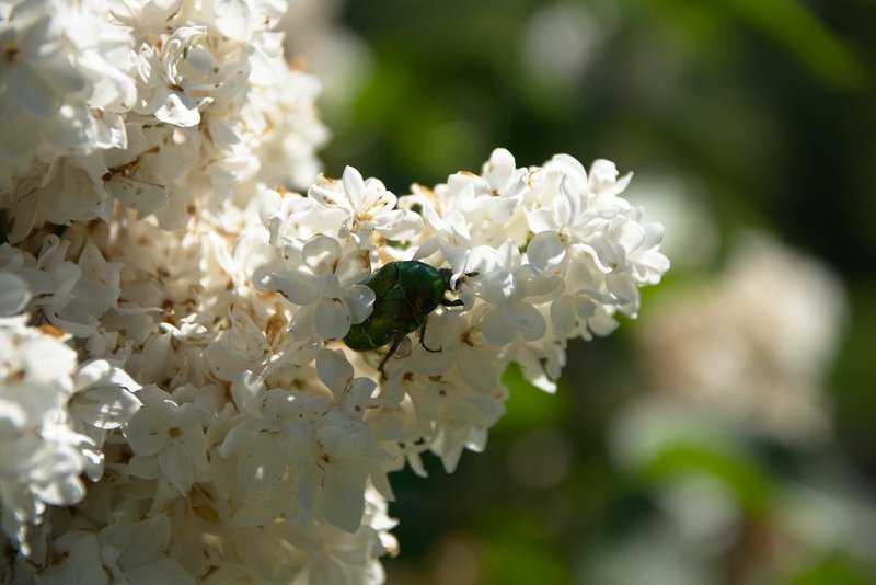 Image DSC_0595_dt.jpg