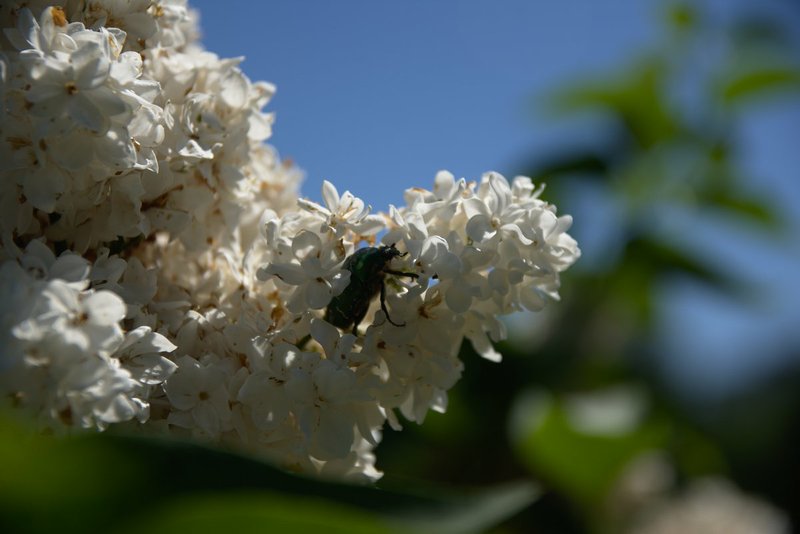 Image DSC_0597_dt.jpg