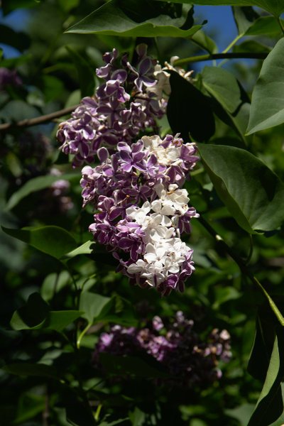 Image DSC_0619_dt.jpg