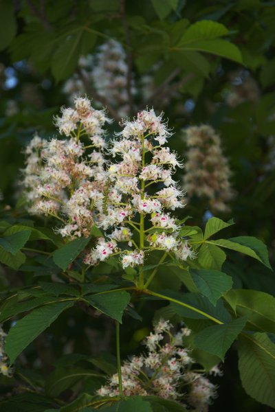 Image DSC_0622_dt.jpg