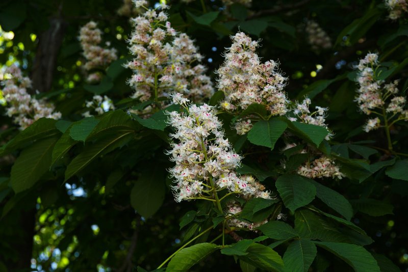 Image DSC_0623_dt.jpg