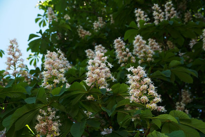 Image DSC_0624_dt.jpg