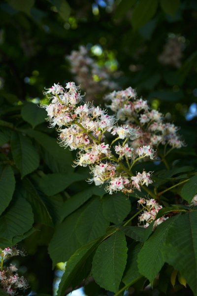 Image DSC_0625_dt.jpg