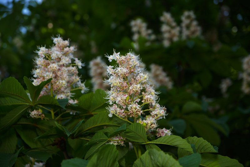 Image DSC_0626_dt.jpg