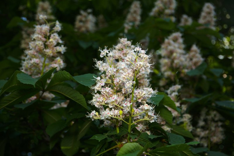 Image DSC_0627_dt.jpg