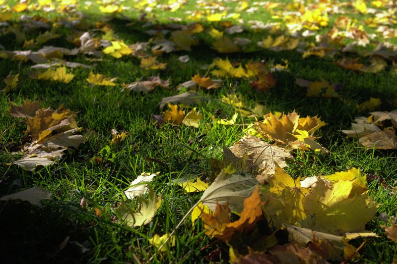 Image 2018-10-11_0011.jpg