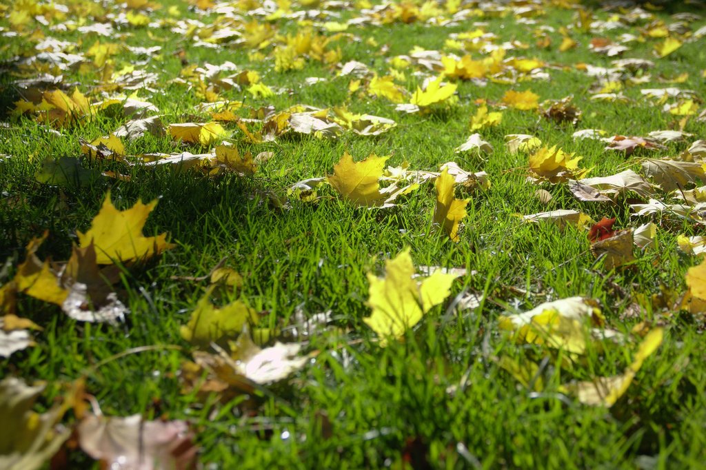 Image 2018-10-11_0013.jpg