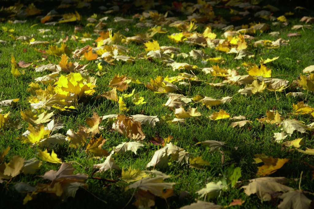 Image 2018-10-11_0016.jpg