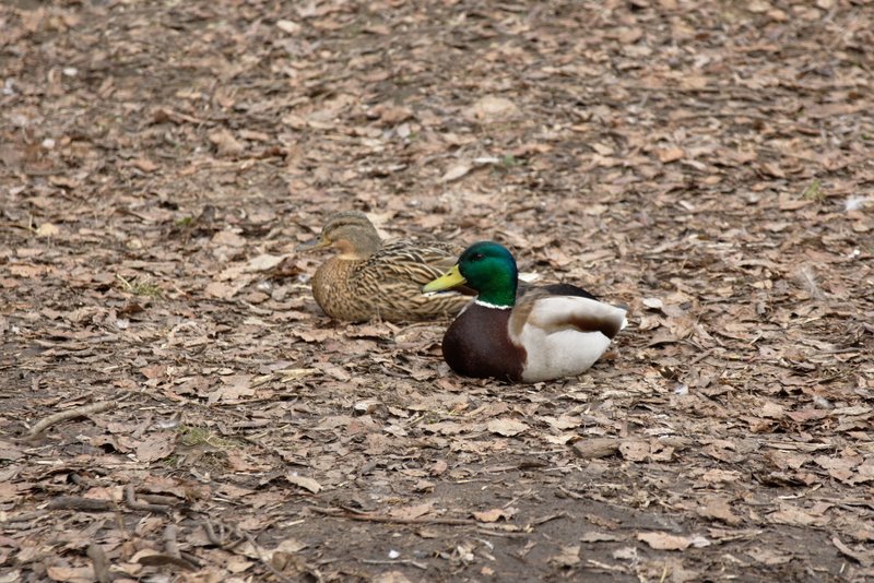 Image _DSC1305_ready.jpg