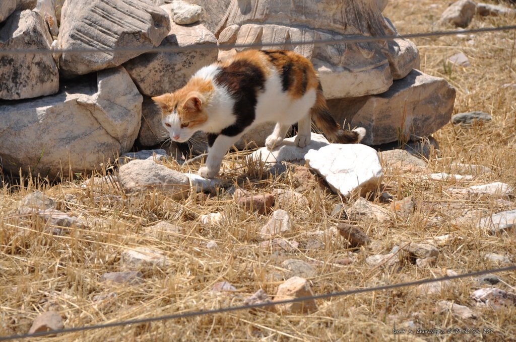 Image 0309_2012-06-02_15-45_D90.jpg