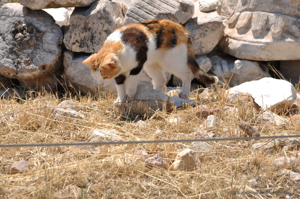Image 0310_2012-06-02_15-46_D90.jpg