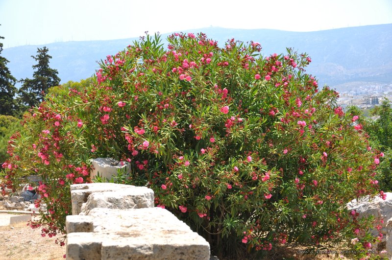 Image 0347_2012-06-02_16-09_D90.jpg