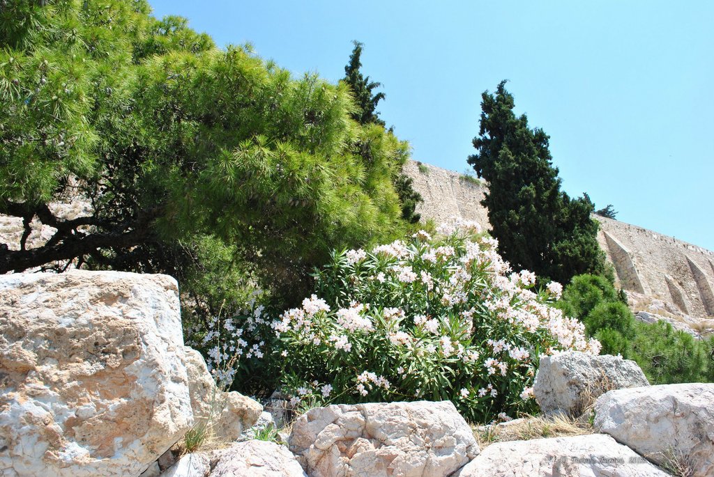 Image 0356_2012-06-02_16-14_D3000.jpg