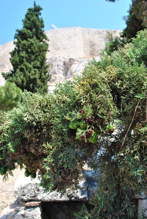 Image 0357_2012-06-02_16-14_D3000.jpg