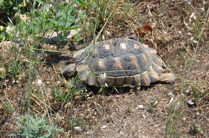 Image 0378_2012-06-02_16-25_D90.jpg