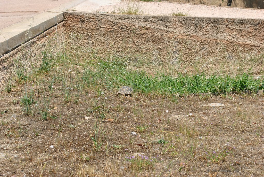 Image 0382_2012-06-02_16-27_D3000.jpg