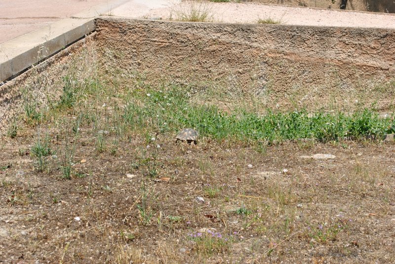 Image 0382_2012-06-02_16-27_D3000.jpg