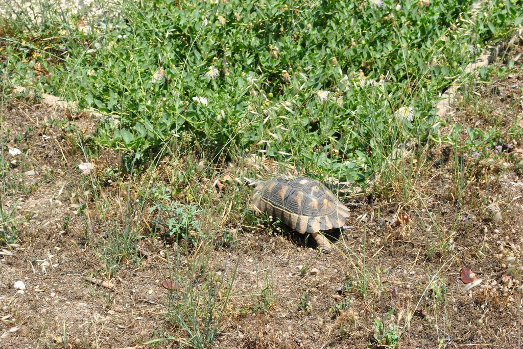 Image 0383_2012-06-02_16-28_D3000.jpg