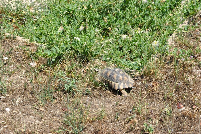 Image 0383_2012-06-02_16-28_D3000.jpg