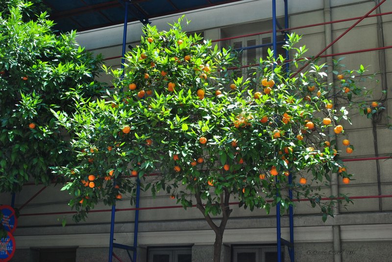 Image 0386_2012-06-02_16-59_D3000.jpg